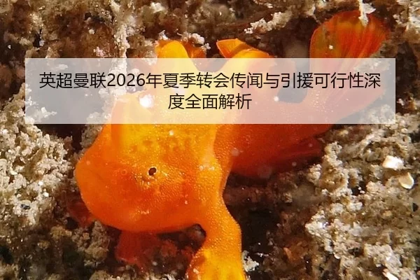 英超曼联2026年夏季转会传闻与引援可行性深度全面解析
